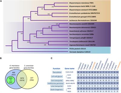 Comparative Genomic and Transcriptomic Analysis Reveals Specific Features of Gene Regulation in Kluyveromyces marxianus